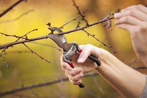 Obstbaum schneiden